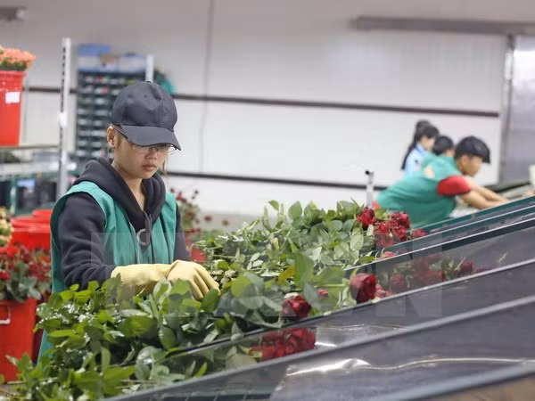  Hoa hồng Đà Lạt được phân loại trước khi chuyển đi tiêu thụ. (Ảnh: Nguyễn Dũng/TTXVN)