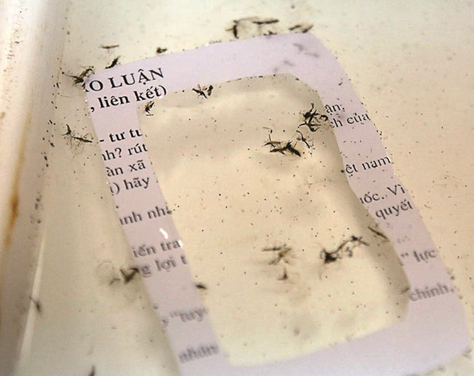 Nuôi muỗi tại Viện Sốt rét - Ký sinh trùng - Côn trùng T.Ư phục vụ công tác phòng chống sốt rét. Nuôi muỗi tại Viện Sốt rét - Ký sinh trùng - Côn trùng T.Ư phục vụ công tác phòng chống sốt rét.