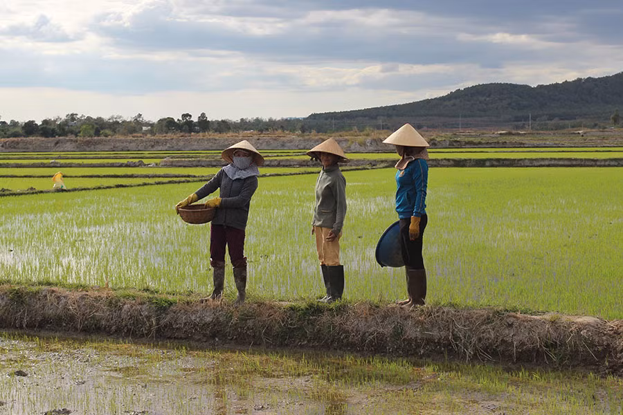  Nông dân bón phân cho cây lúa. Ảnh: N.D