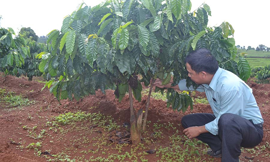 Mô hình ghép cải tạo cà phê tại huyện Đak Đoa phát triển rất tốt. Ảnh: L.N  Mô hình ghép cải tạo cà phê tại huyện Đak Đoa phát triển rất tốt. Ảnh: L.N