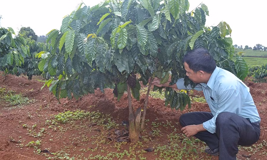 Mô hình ghép cải tạo cà phê tại huyện Đak Đoa phát triển rất tốt. Ảnh: L.N Mô hình ghép cải tạo cà phê tại huyện Đak Đoa phát triển rất tốt. Ảnh: L.N