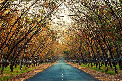 Mùa này, các rừng cao su đang rụng lá tạo nên "sắc thu" mơ màng, tuyệt đẹp. Mùa này, các rừng cao su đang rụng lá tạo nên