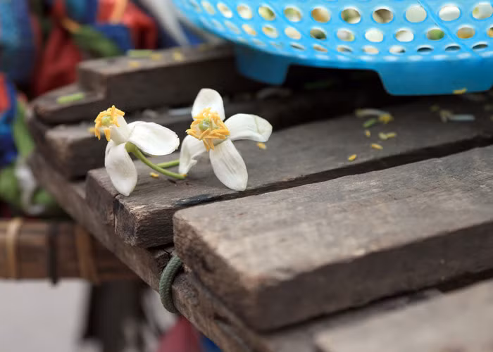 Nhiều người không khỏi xao xuyến khi ngửi thấy hương hoa bưởi thoang thoảng, ai hễ cứ đi qua là dường như bước thật chậm để cảm nhận hồn quê man mác. 3