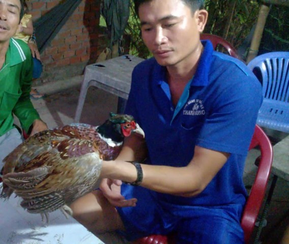 Nhiều người dân địa phương xác nhận đây là chim trĩ đỏ. Ảnh E.X. Nhiều người dân địa phương xác nhận đây là chim trĩ đỏ. Ảnh E.X.