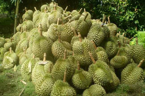 Sầu riêng được trồng xen canh với cà phê cho năng suất cao và ổn định. Ảnh: phuocancoffee.