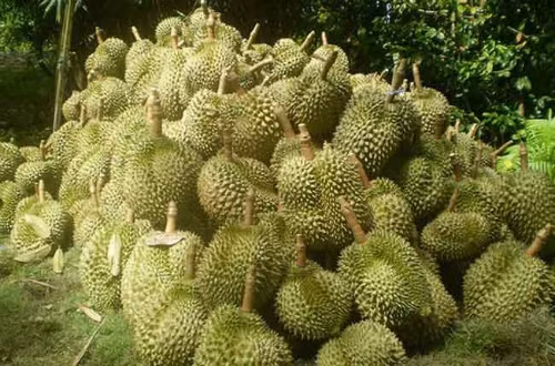 Sầu riêng được trồng xen canh với cà phê cho năng suất cao và ổn định. Ảnh: phuocancoffee.