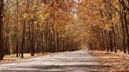 Rừng cao su mùa này thắp lên những ánh vàng thơ mộng của trời thu. Rừng cao su mùa này thắp lên những ánh vàng thơ mộng của trời thu.