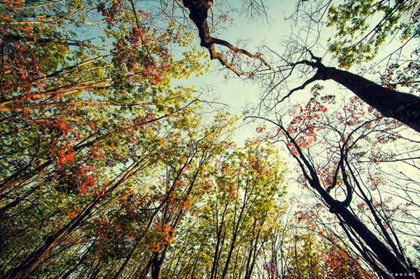 Mùa cao su thay lá vẽ lên nền trời những sắc màu tươi tắn, thơ mộng. Mùa cao su thay lá vẽ lên nền trời những sắc màu tươi tắn, thơ mộng.