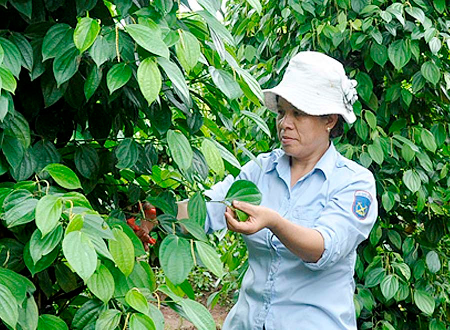  Chị Phạm Thị Yên (nhân viên nấu ăn Phòng Hậu cần Lữ đoàn Pháo binh 40) chăm sóc vườn hồ tiêu của gia đình. Ảnh: V.H
