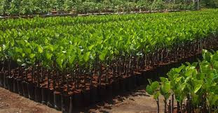 Ảnh minh họa (Internet).