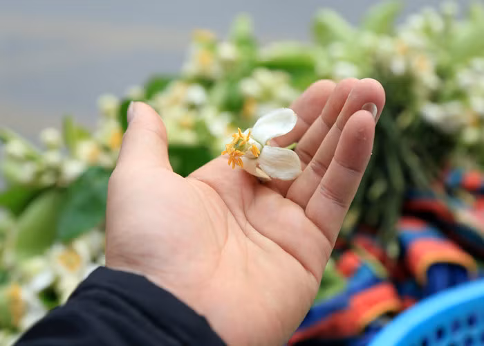 Chơi hoa bưởi, người tinh túy thường chơi vào giữa mùa. Bởi đó là khi mưa phùn đã ngớt, tiết trời khô ráo. Hoa sẽ để được lâu, không sợ ủng, mùi thơm mới thật nồng nàn. Chỉ cần một vài nhánh hoa bưởi đặt trong nhà thì dù đi ở bất cứ nơi nào, cũng thấy cái mùi dịu ngọt đó phảng phất trong không gian. 12