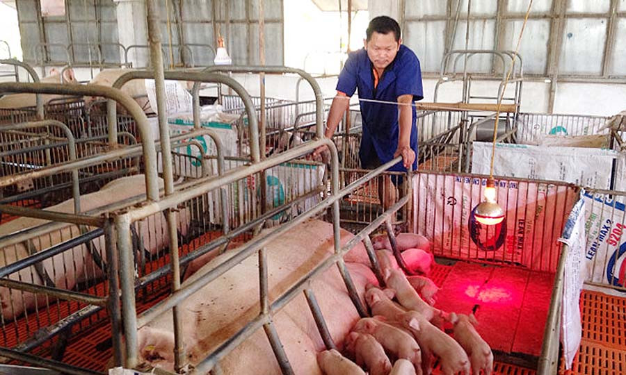 Ông Nguyễn Ninh Nhị lo lắng vì giá heo hơi xuống thấp. Ảnh: L.L  Ông Nguyễn Ninh Nhị lo lắng vì giá heo xuống thấp. Ảnh: L.L