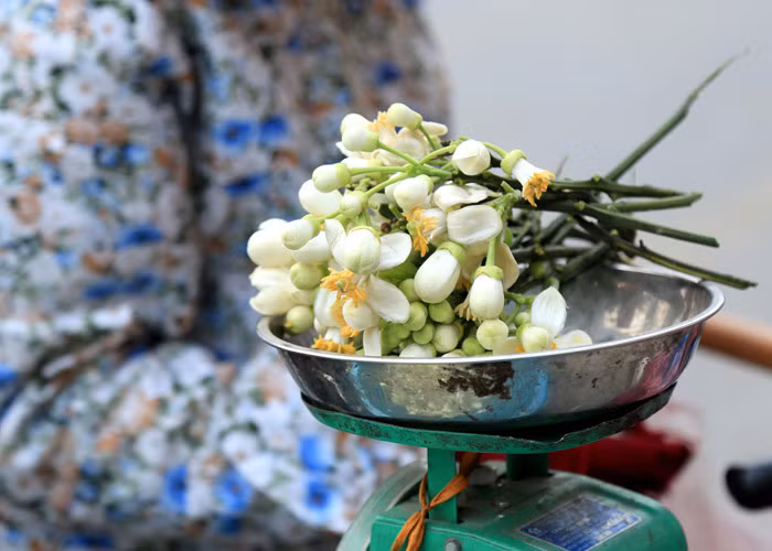 Người ta không bao giờ hái hoa vào sáng sớm bởi lúc đó hoa chưa nở, cũng không hái vào tầm trưa khi hoa nở bung, mùi hương đã bay đi ít nhiều. 9