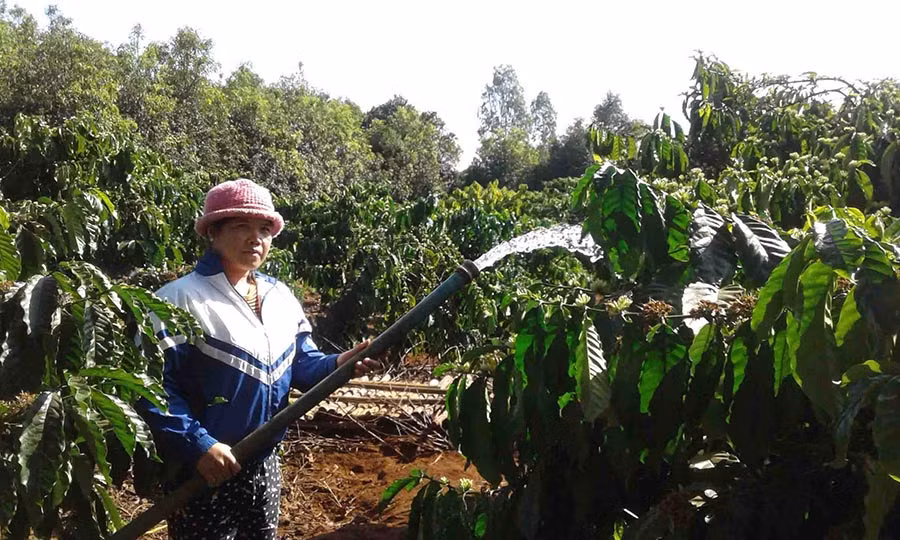 Vườn cà phê của bà Rơ Châm Kunh ở làng Yố 1, xã Ia Ka. Ảnh: L.V.N