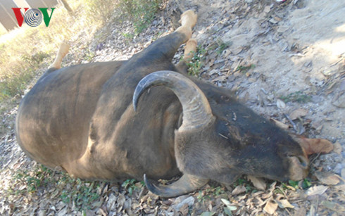 Xác con bò tót sau khi tự lao đầu vào xe tải. Xác con bò tót sau khi tự lao đầu vào xe tải.