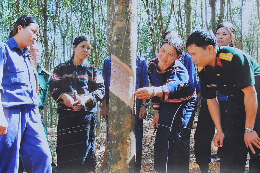 Bộ đội hướng dẫn công nhân người Jrai kỹ thuật khai thác mủ. Ảnh: N.T  Bộ đội hướng dẫn công nhân người Jrai kỹ thuật khai thác mủ. Ảnh: N.T