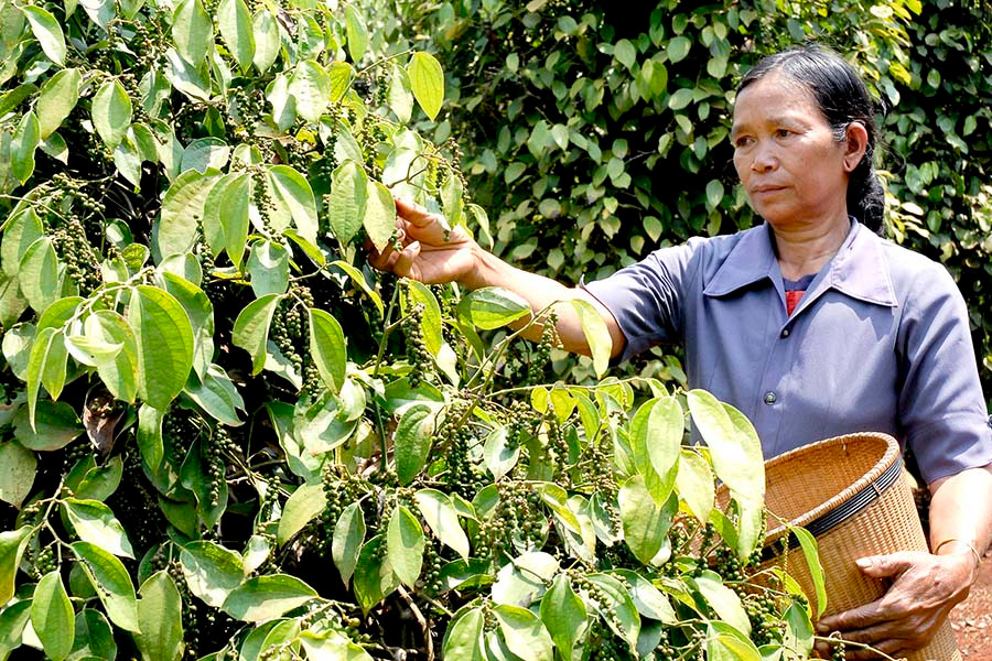 Hồ tiêu Gia Lai đang bước vào vụ thu hoạch. Ảnh: Đ.T Hồ tiêu Gia Lai đang bước vào vụ thu hoạch. Ảnh: Đ.T