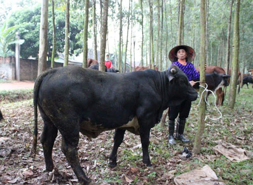 Chăn nuôi bò BBB đang mang lại thu nhập cao cho người dân xã Tòng Bạt, huyện Ba Vì (Hà Nội). Ảnh: Hải Đăng  Chăn nuôi bò BBB đang mang lại thu nhập cao cho người dân xã Tòng Bạt, huyện Ba Vì (Hà Nội). Ảnh: Hải Đăng