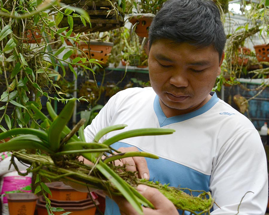 Anh Võ Văn Công chăm sóc phong lan. Ảnh: H.Đ.T Anh Võ Văn Công chăm sóc phong lan. Ảnh: H.Đ.T