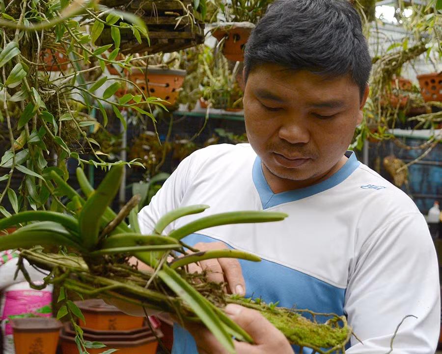 Anh Võ Văn Công chăm sóc phong lan. Ảnh: H.Đ.T Anh Võ Văn Công chăm sóc phong lan. Ảnh: H.Đ.T