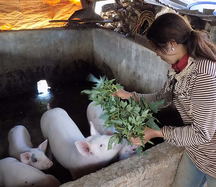 Hộ nông dân chăm sóc đàn gia súc. Ảnh: L.T  Hộ nông dân chăm sóc đàn gia súc. Ảnh: L.T