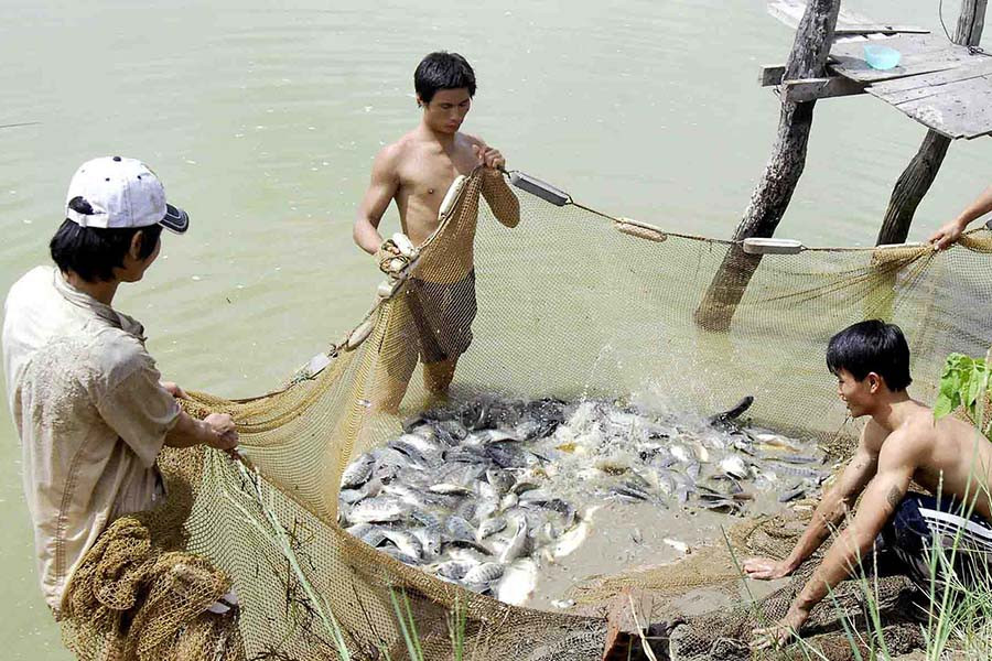 Nông dân Phú Thiện thu hoạch cá đầu năm.  Nông dân Phú Thiện thu hoạch cá đầu năm.