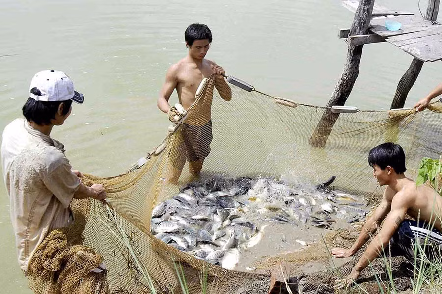  Nông dân Phú Thiện thu hoạch cá đầu năm.