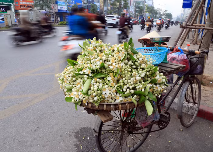 Trên nhiều tuyến phố Hà Nội, hoa bưởi đã xuống phố, cứ vài chục mét lại có một xe chở đầy những gánh hoa trắng tinh khôi. 1