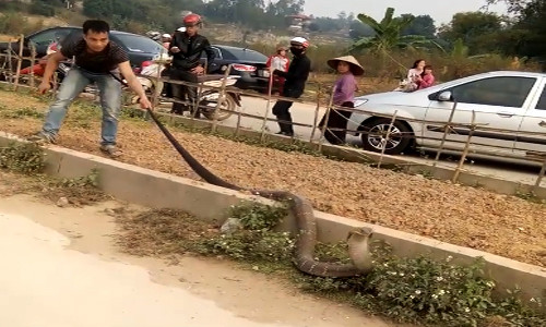 Người đàn ông túm đuôi rắn để ngăn con vật bò đi. Người đàn ông túm đuôi rắn để ngăn con vật bò đi.