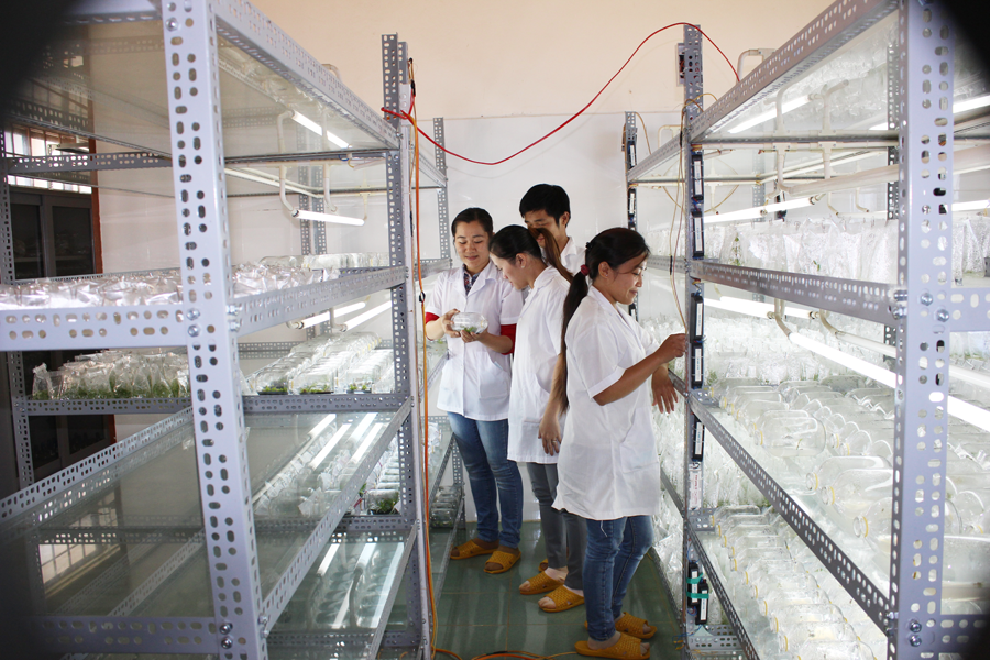 Nuôi cấy mô các giống hoa. Ảnh: N.D Nuôi cấy mô các giống hoa. Ảnh: N.D