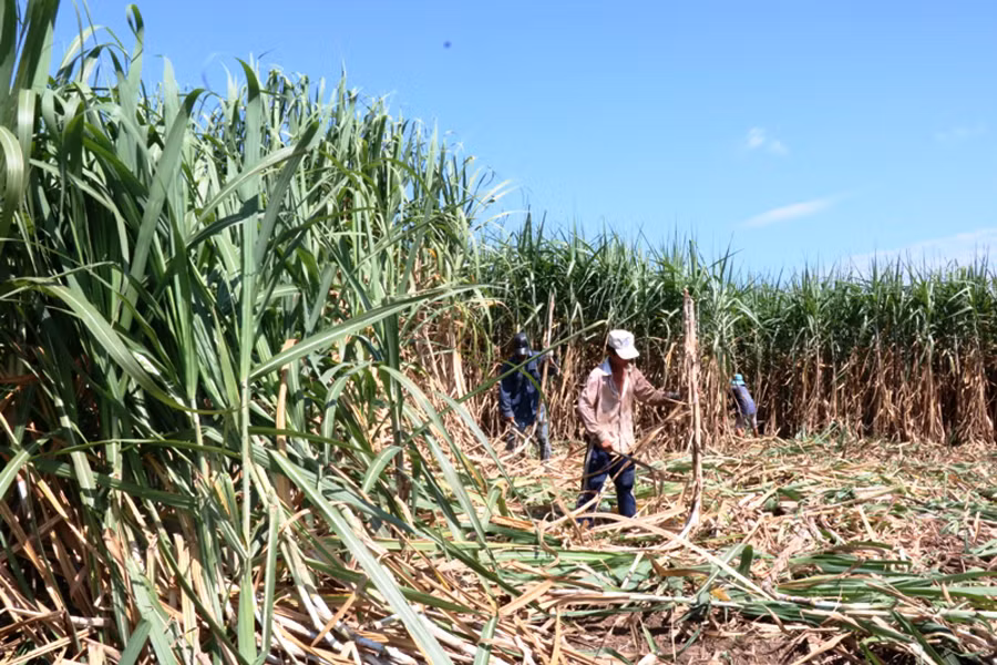 Mía của gia đình anh Chiêu cho năng suất cao nên được nhiều nông dân lựa chọn mua làm giống. Ảnh: H.T