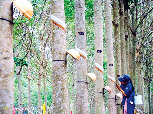 Cao su được nhiều DN Việt Nam đầu tư trồng tại Lào và Campuchia. Cao su được nhiều DN Việt Nam đầu tư trồng tại Lào và Campuchia.