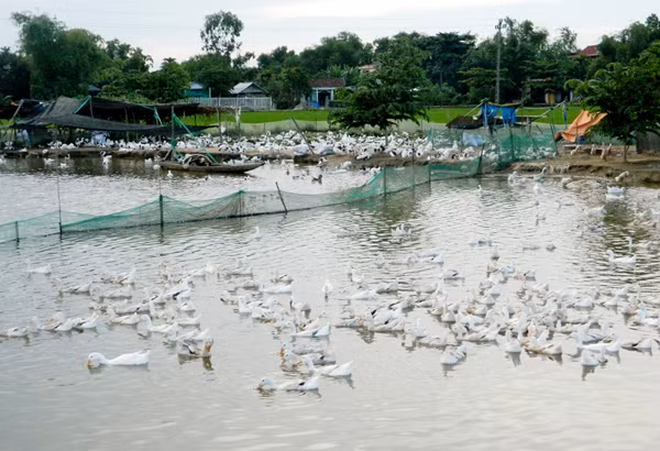 Dịch bệnh xuất hiện khiến người chăn nuôi lo lắng.