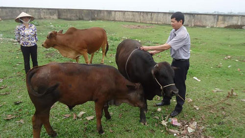 Nuôi bò BBB đang là hướng đi mới cho nông dân Nuôi bò BBB đang là hướng đi mới cho nông dân