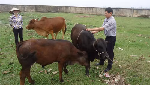 Nuôi bò BBB đang là hướng đi mới cho nông dân