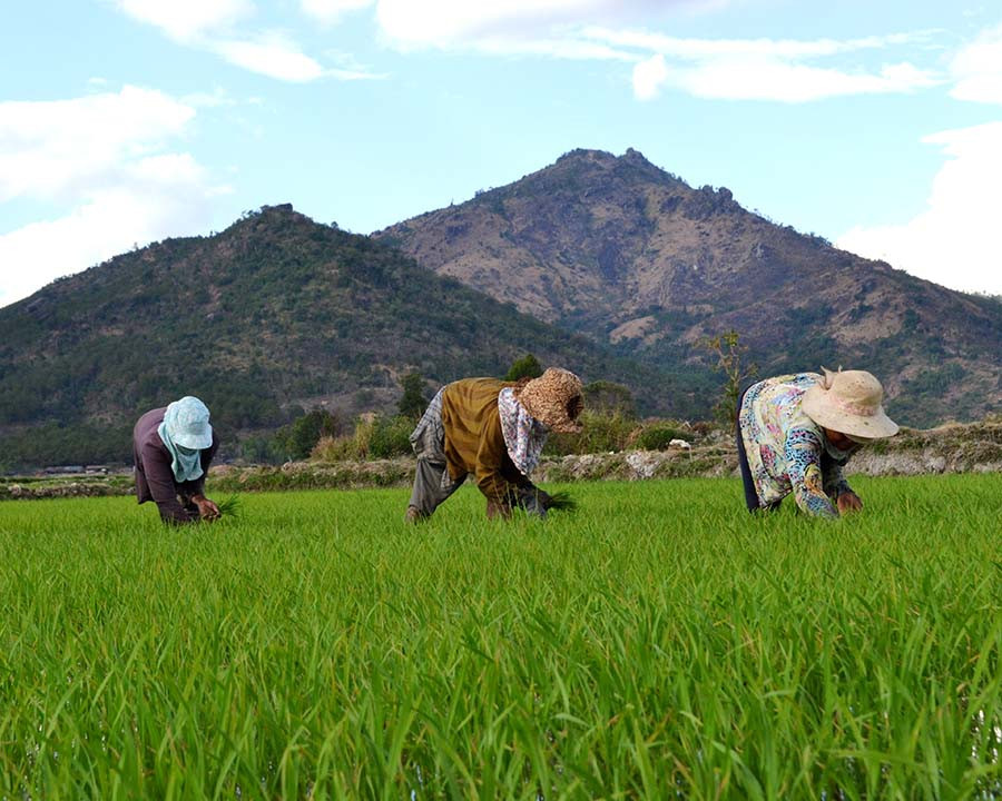 Nông dân xã Chư Jôr (huyện Chư Pah) tích cực chăm sóc lúa Đông Xuân. Ảnh: G.H Nông dân xã Chư Jôr (huyện Chư Pah) tích cực chăm sóc lúa Đông Xuân. Ảnh: G.H