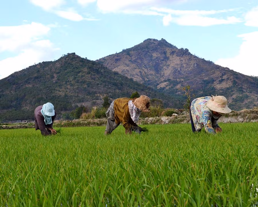 Nông dân xã Chư Jôr (huyện Chư Pah) tích cực chăm sóc lúa Đông Xuân. Ảnh: G.H Nông dân xã Chư Jôr (huyện Chư Pah) tích cực chăm sóc lúa Đông Xuân. Ảnh: G.H