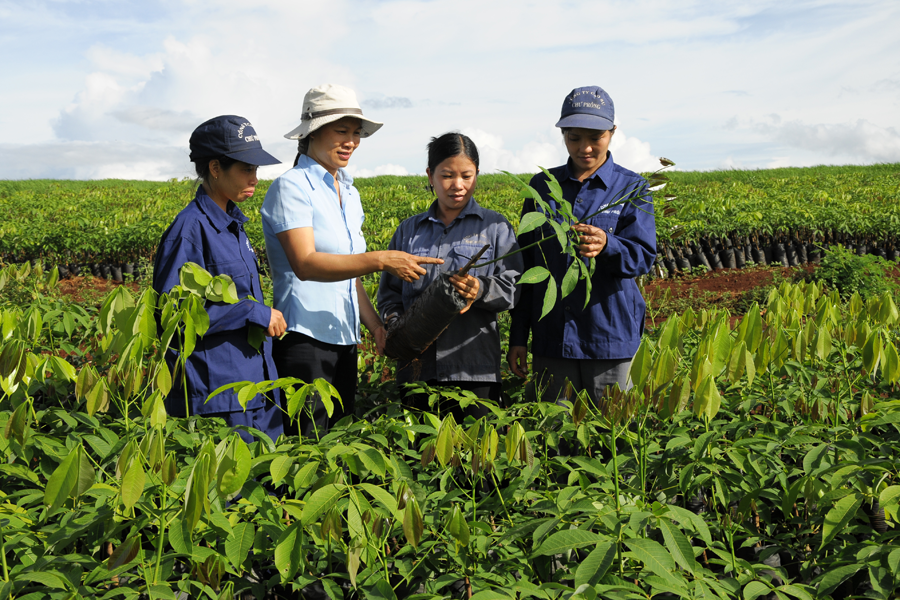 Hướng dẫn ghép giống cao su. Ảnh: Đ.T