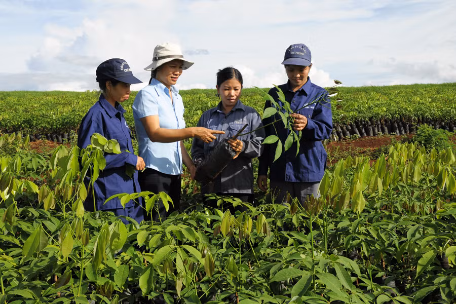 Hướng dẫn ghép giống cao su. Ảnh: Đ.T Hướng dẫn ghép giống cao su. Ảnh: Đ.T