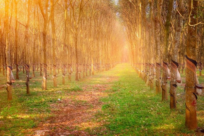 Rừng cao su Gia Lai. Rừng cao su Gia Lai.