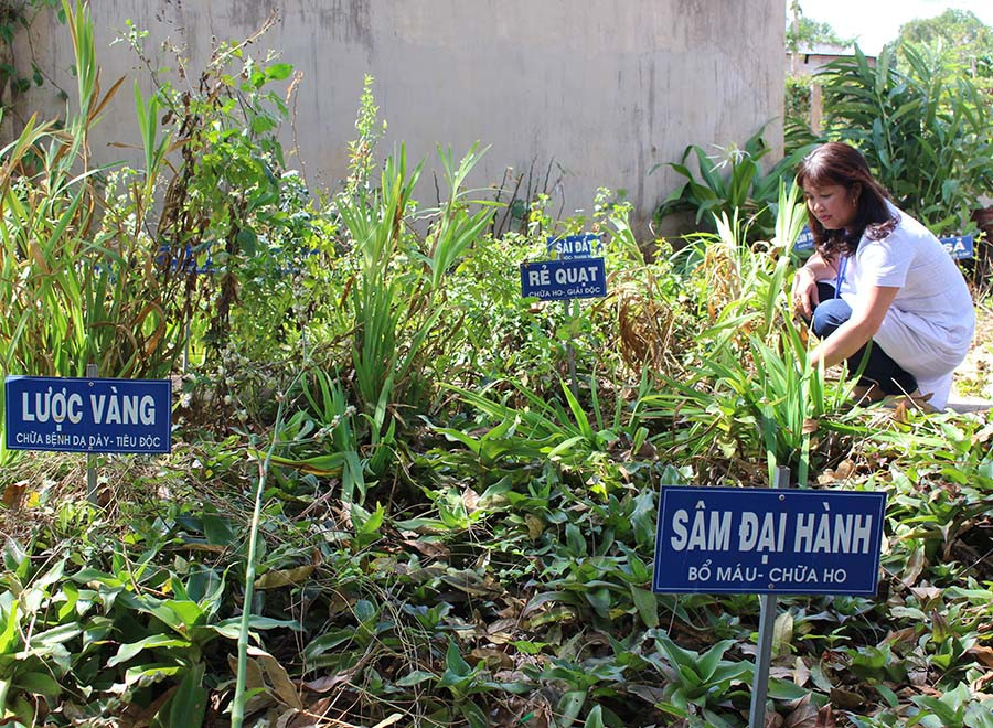 Vườn thuốc Nam của Trạm Y tế xã Kdang. Ảnh: N.G Vườn thuốc Nam của Trạm Y tế xã Kdang. Ảnh: N.G