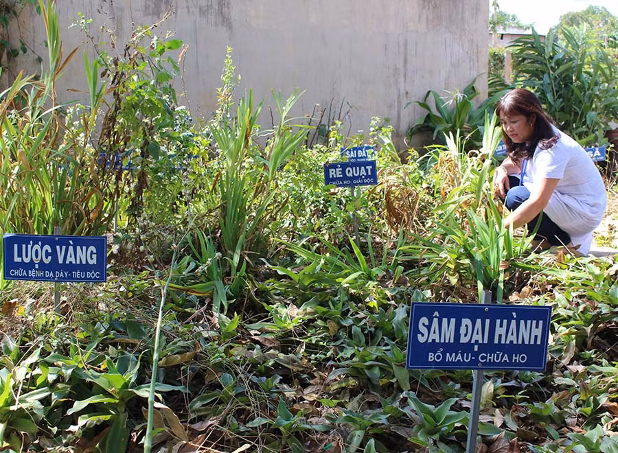  Vườn thuốc Nam của Trạm Y tế xã Kdang. Ảnh: N.G