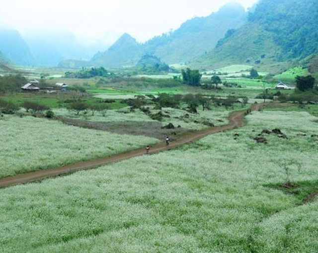 Mộc Châu nức tiếng gần xa bởi những mùa hoa đẹp ngây ngất như hoa mận, hoa cải, hoa ban, hoa đào rừng,…