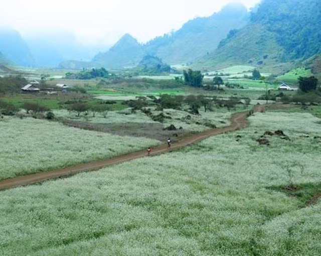 Mộc Châu nức tiếng gần xa bởi những mùa hoa đẹp ngây ngất như hoa mận, hoa cải, hoa ban, hoa đào rừng,…