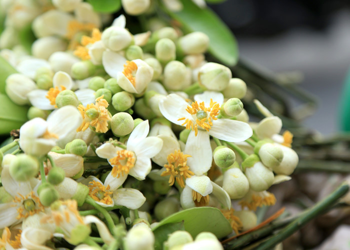 Hoa bưởi thường được hái vào lúc ban mai, khi có những tia nắng đầu tiên trong ngày len qua kẽ lá đánh thức những nụ hoa còn đượm sương đêm từ từ hé nở. Đây là lúc mùi hương hội tụ, thơm nhất.