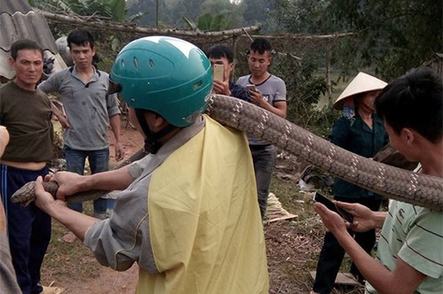 Con rắn bị nhóm thanh niên khống chế là loài rắn độc, có tên trong sách đỏ Việt Nam. Con rắn bị nhóm thanh niên khống chế là loài rắn độc, có tên trong sách đỏ Việt Nam.