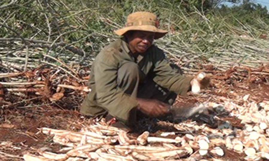  Hội viên chi hội Cựu chiến binh làng Tào Roòng thu hoạch mì. Ảnh: Vũ Cúc