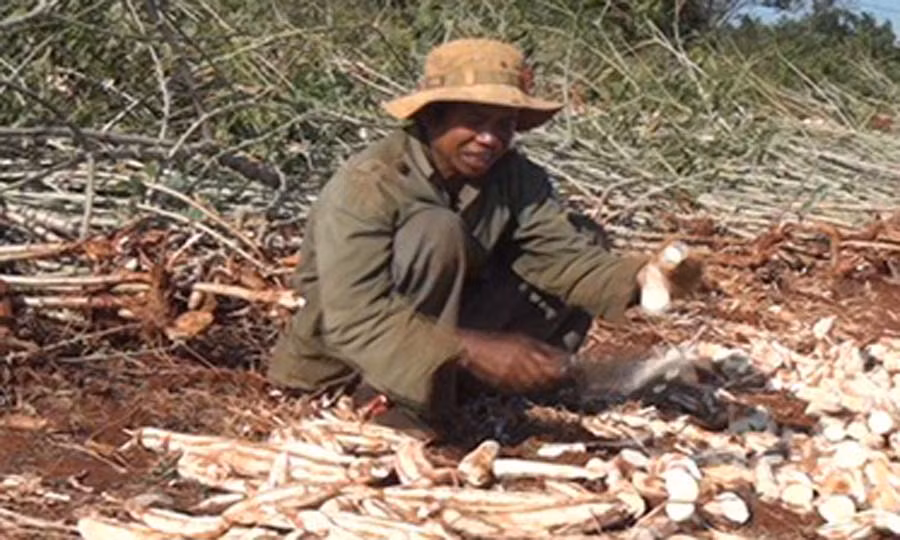  Hội viên chi hội Cựu chiến binh làng Tào Roòng thu hoạch mì. Ảnh: Vũ Cúc