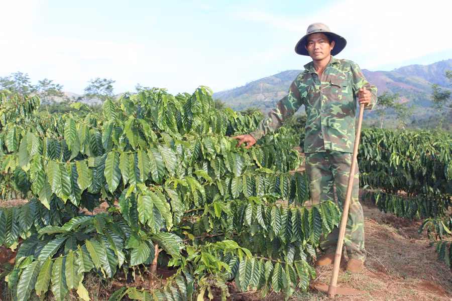 Anh Đậu Bá Ngà bên vườn cà phê tái canh.