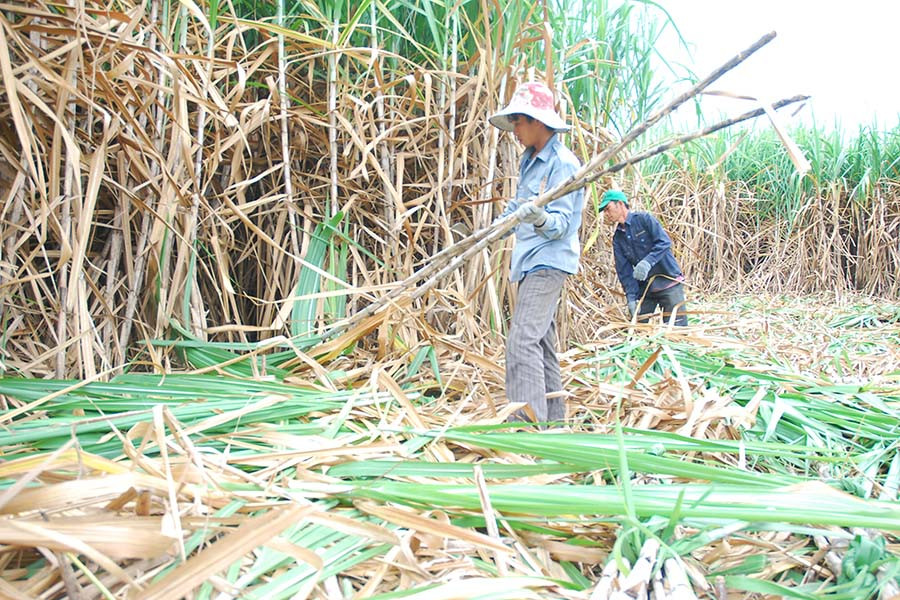 Nông dân xã Pờ Tó đang bước vào cao điểm vụ thu hoạch mía. Ảnh: V.N Nông dân xã Pờ Tó đang bước vào cao điểm vụ thu hoạch mía. Ảnh: V.N